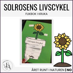 Solrosens livscykel | Flikbok i kruka