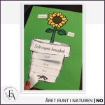 Solrosens livscykel | Flikbok i kruka - bild 2