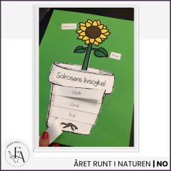 Solrosens livscykel | Flikbok i kruka