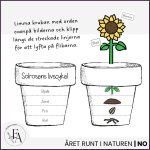 Solrosens livscykel | Flikbok i kruka - bild 3