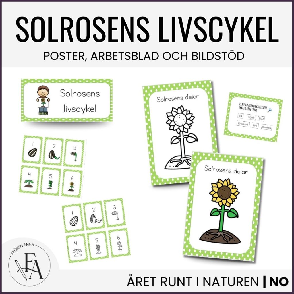Solrosens livscykel och delar | Bildstöd & arbetsblad / posters