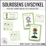 Solrosens livscykel och delar | Bildstöd & arbetsblad / posters - bild 1