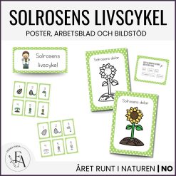 Solrosens livscykel och delar | Bildstöd & arbetsblad / posters