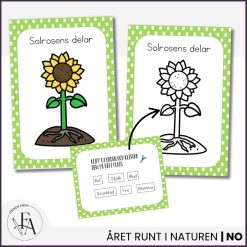 Solrosens livscykel och delar | Bildstöd & arbetsblad / posters