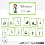 Solrosens livscykel och delar | Bildstöd & arbetsblad / posters - bild 3