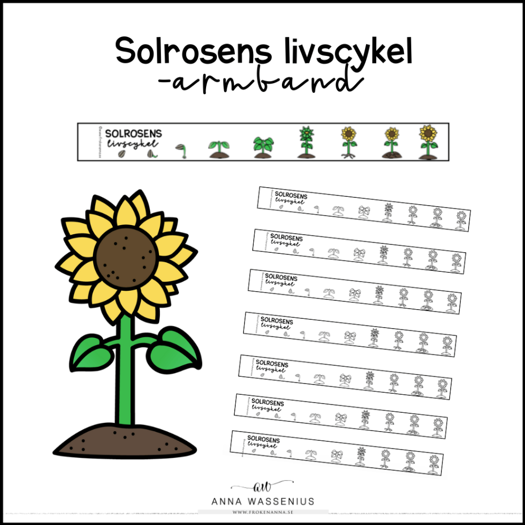 Armband – solrosens livscykel