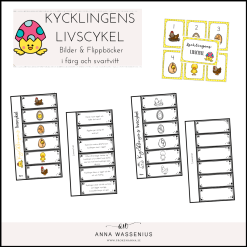 Kycklingens livscykel