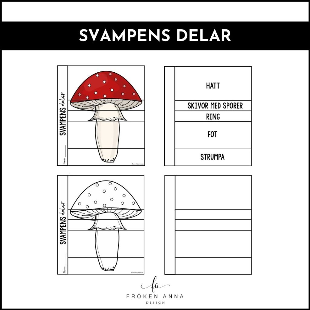 Svampens delar