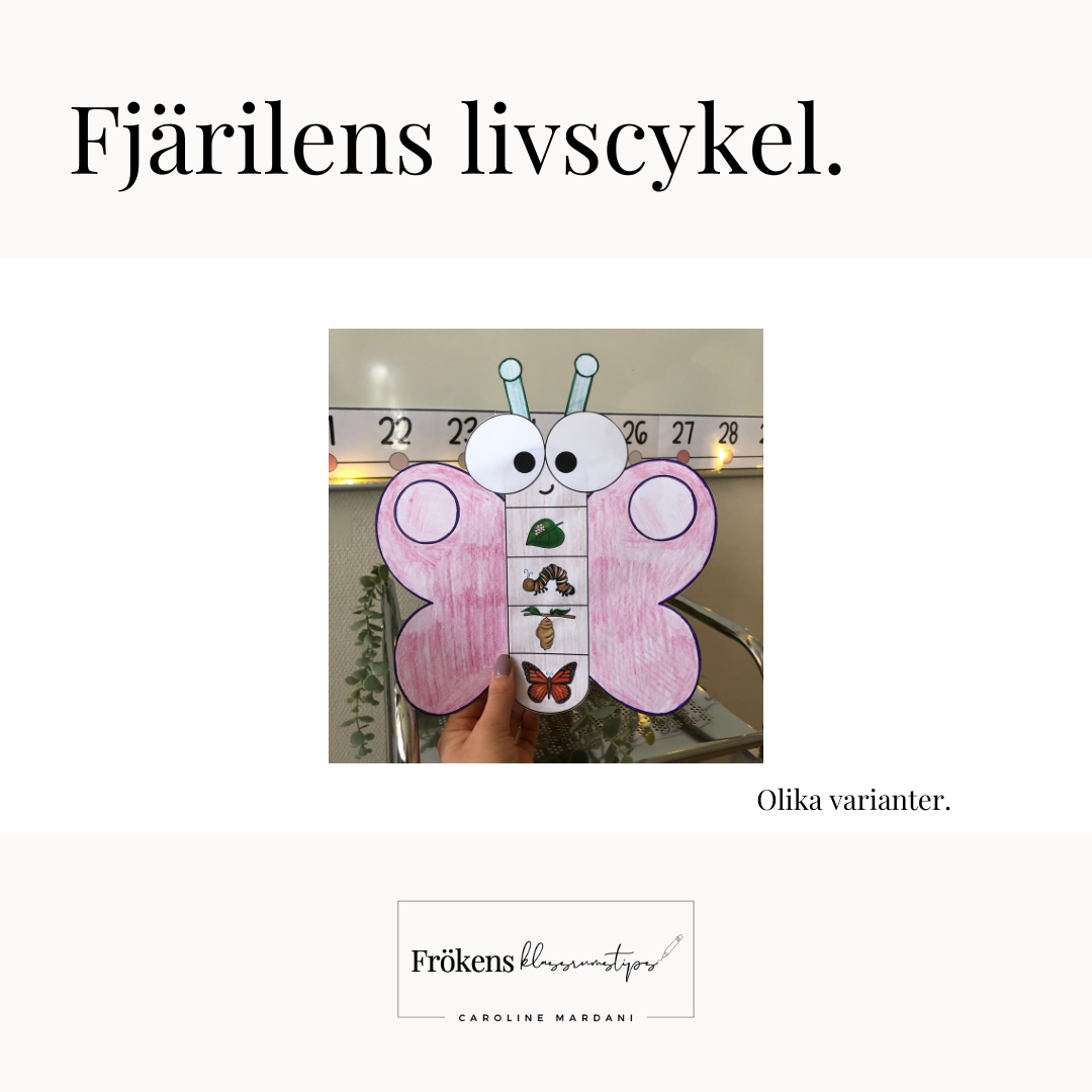 Fjärilens livscykel