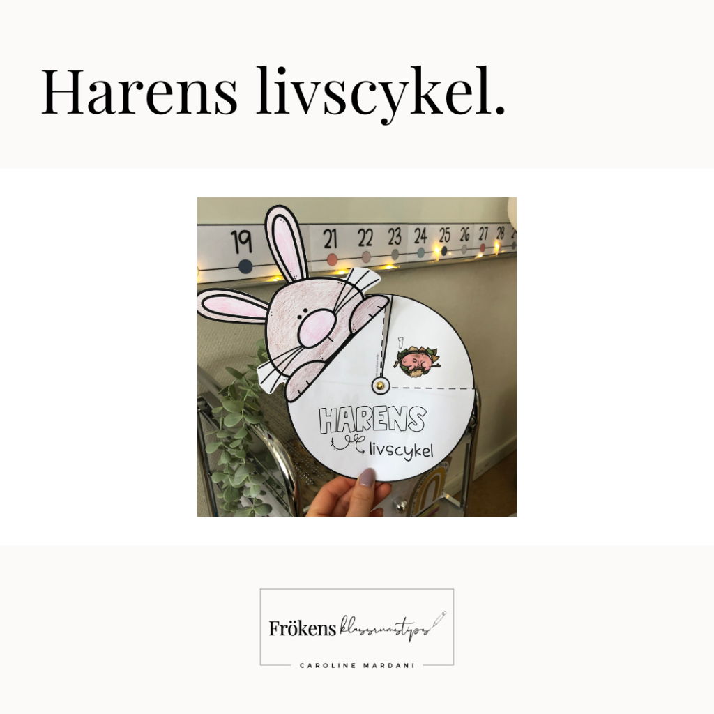 Harens livscykel