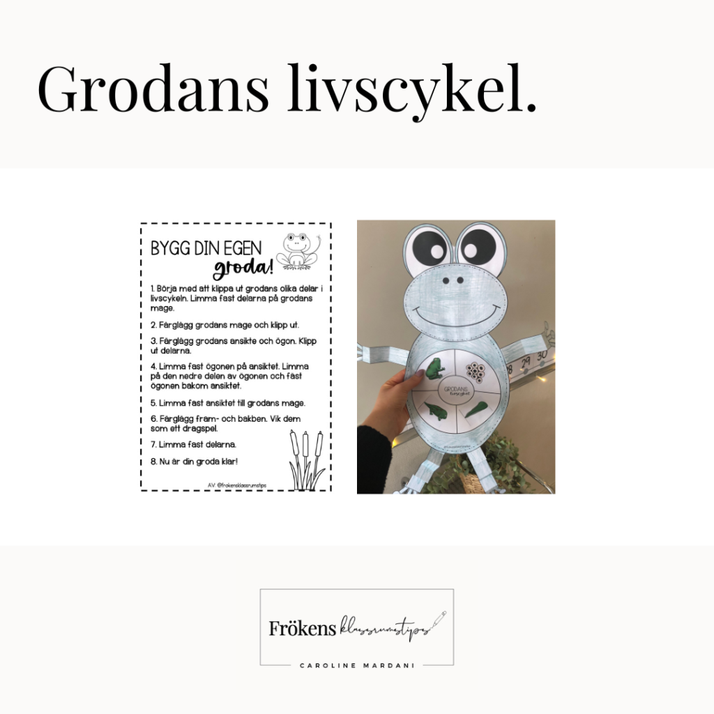 Grodans livscykel