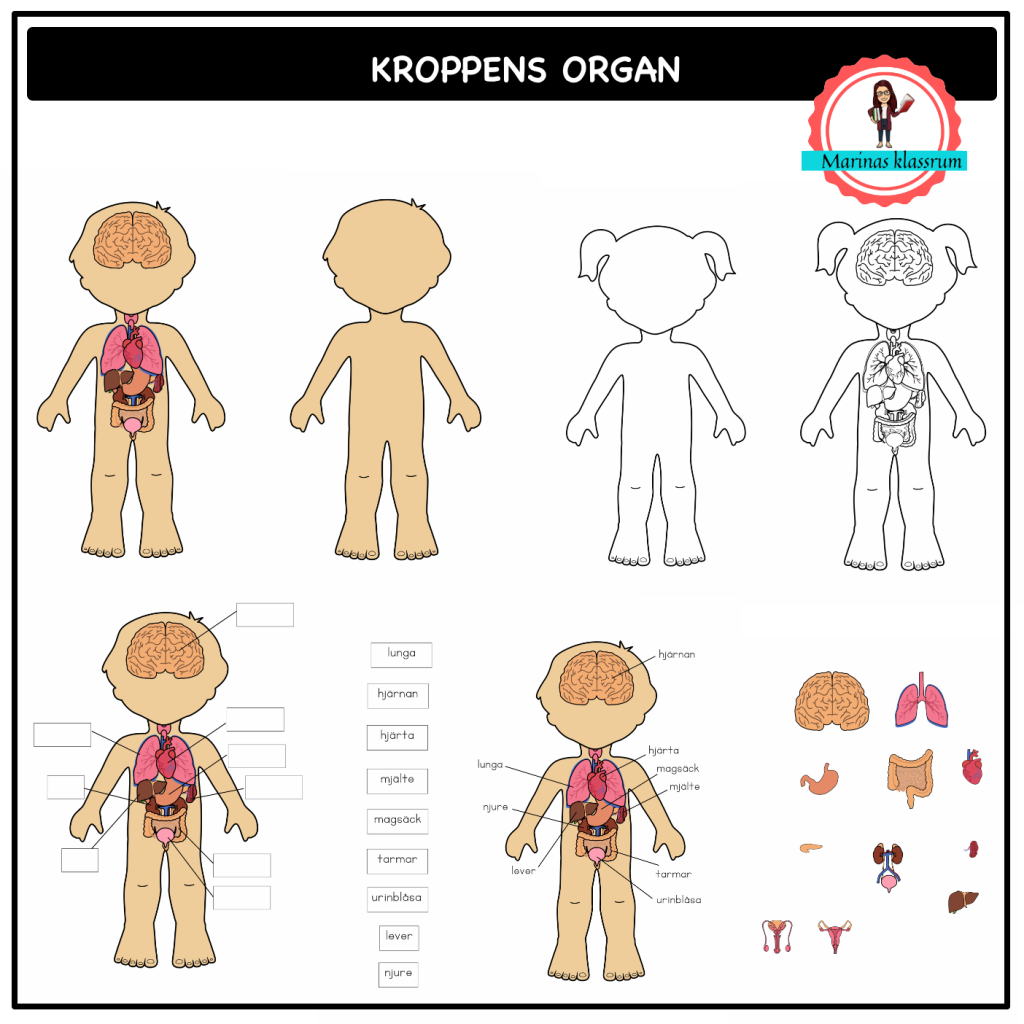 Kroppsdocka med organ