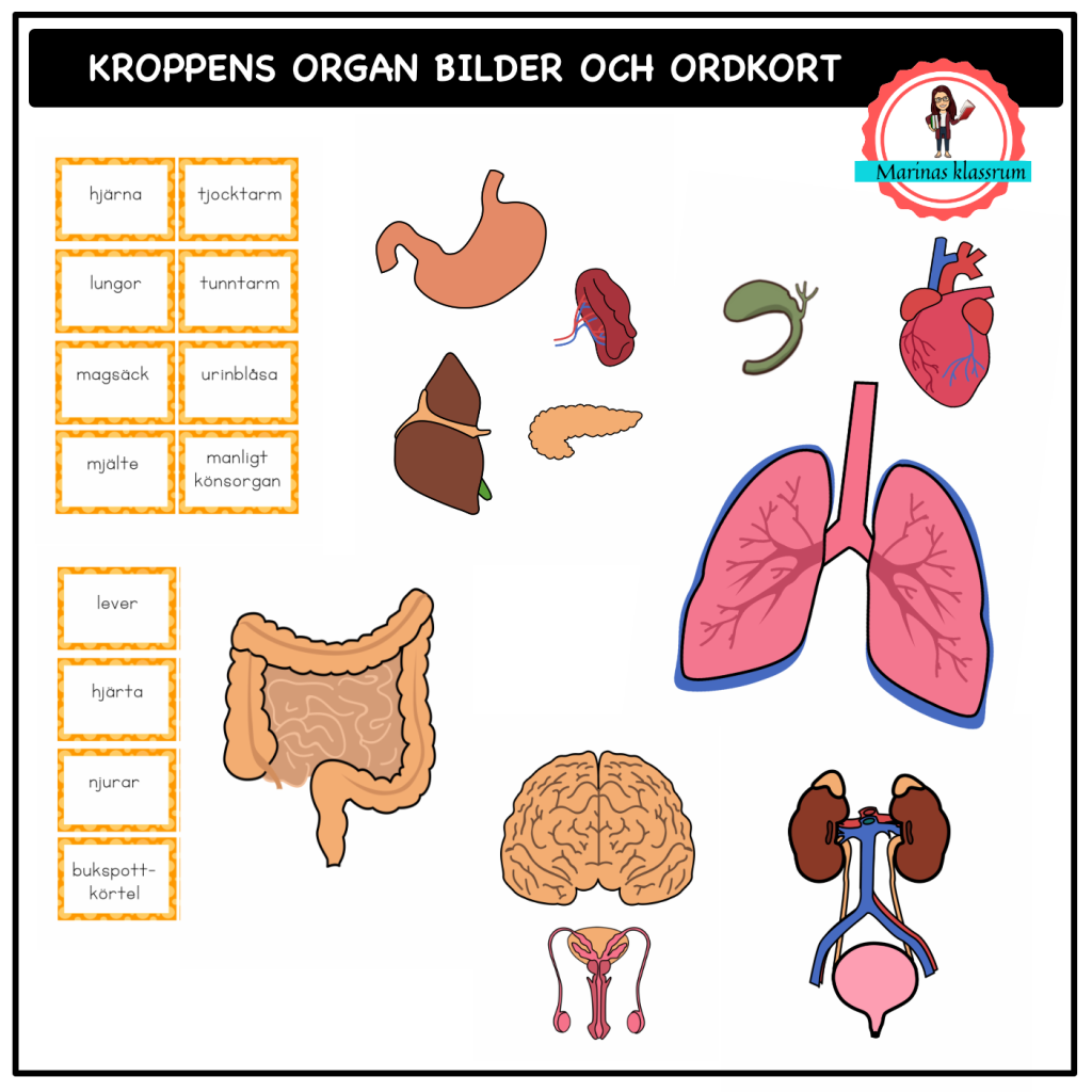 Kroppens organ bildkort och textkort