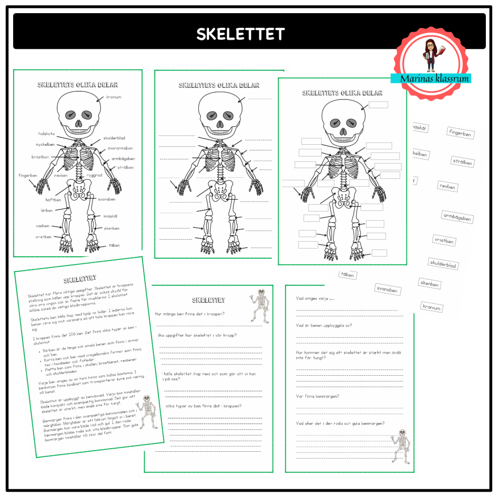Skelettet olika delar och funktion