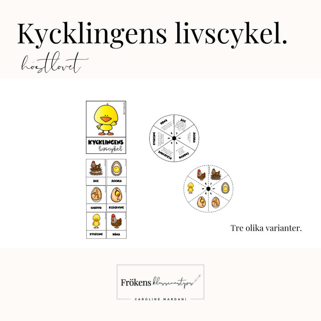 Kycklingens livscykel