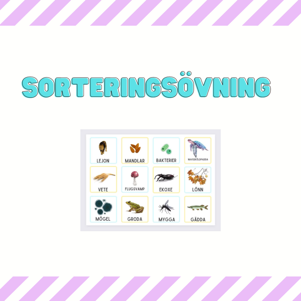 Ekosystem – sorteringskort