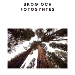Fotosyntes och träd - ett arbetshäfte