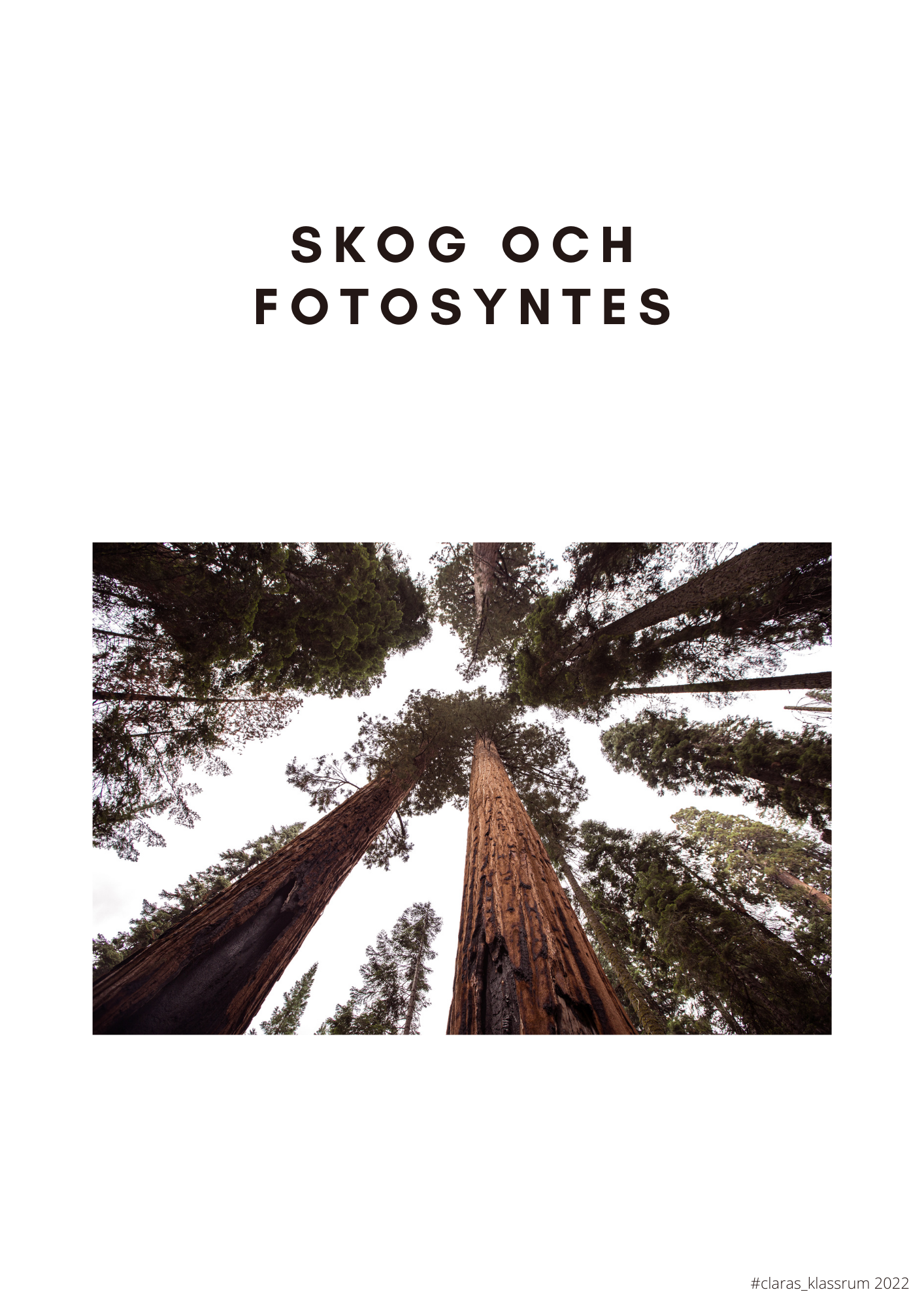 Fotosyntes och träd - ett arbetshäfte