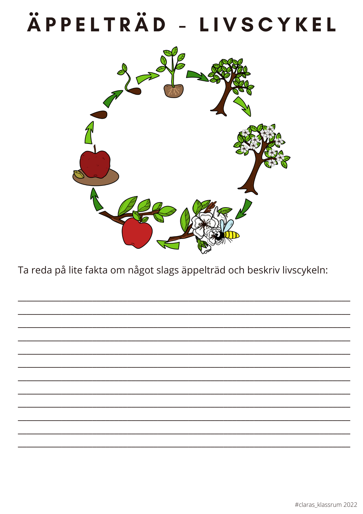 Fotosyntes och träd - ett arbetshäfte