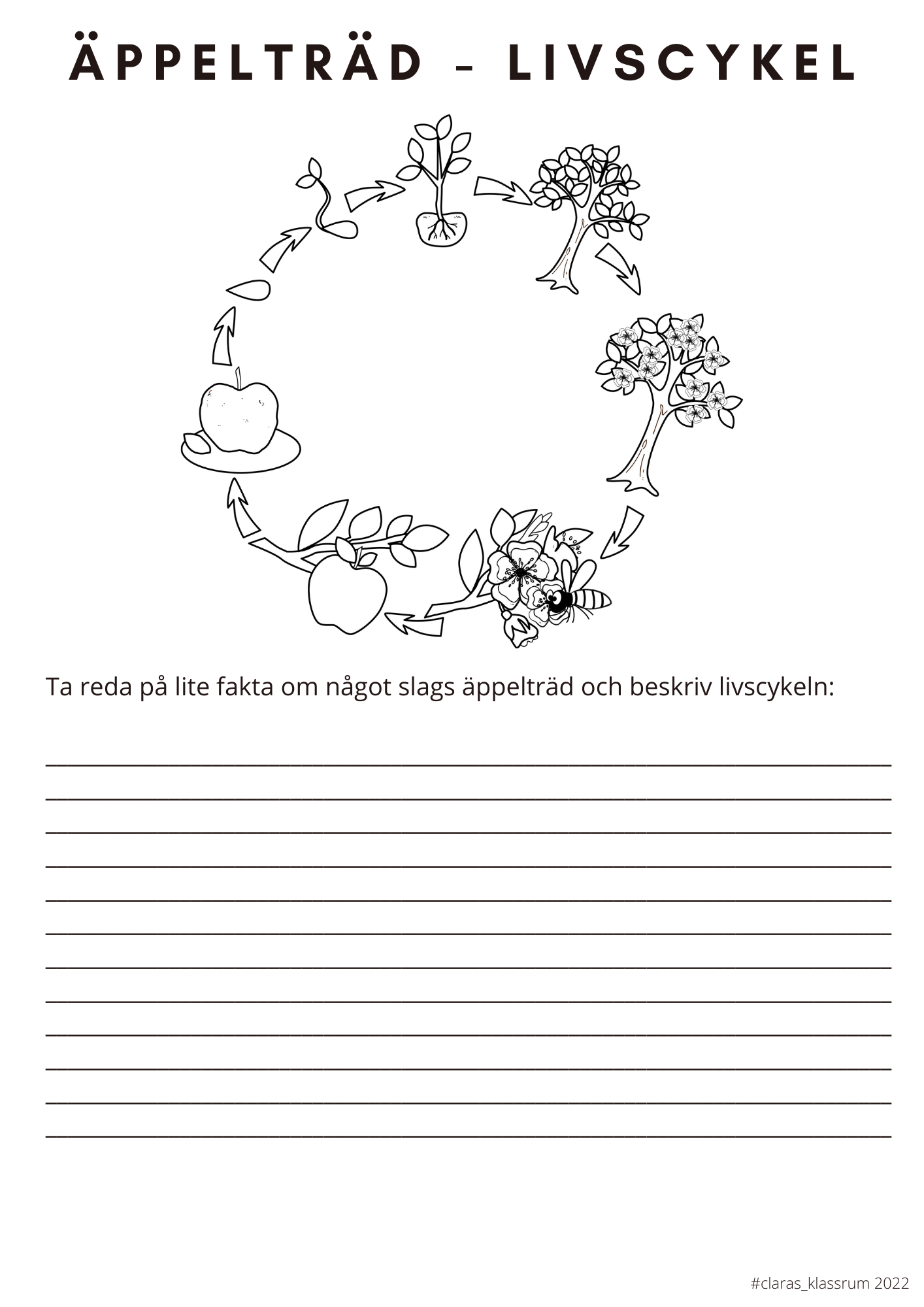 Fotosyntes och träd - ett arbetshäfte