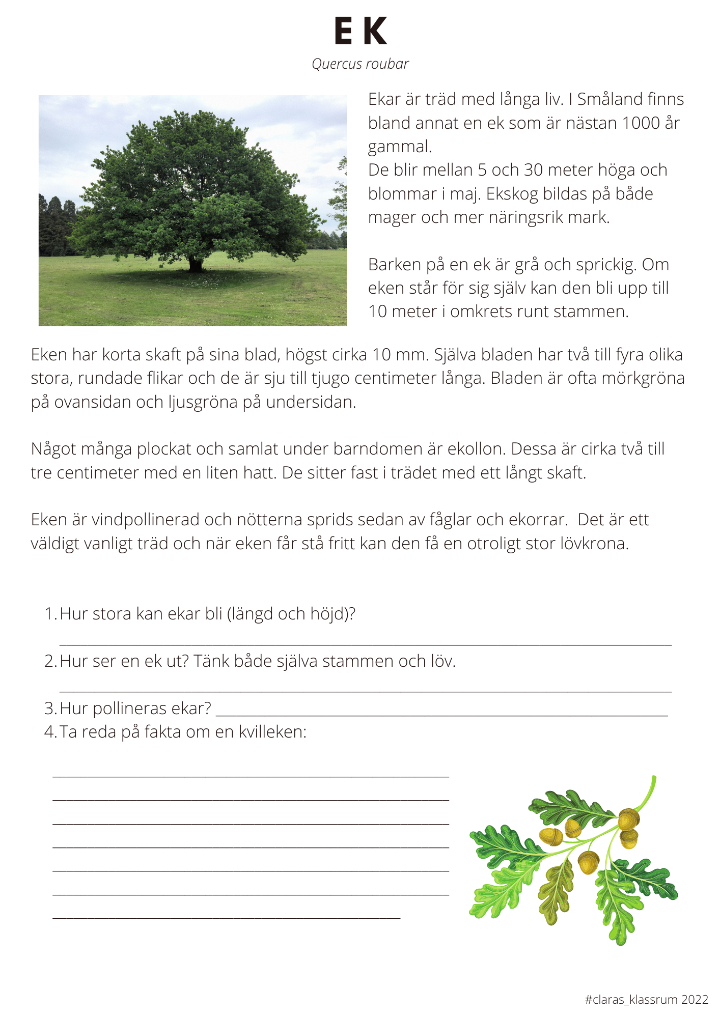 Fotosyntes och träd - ett arbetshäfte