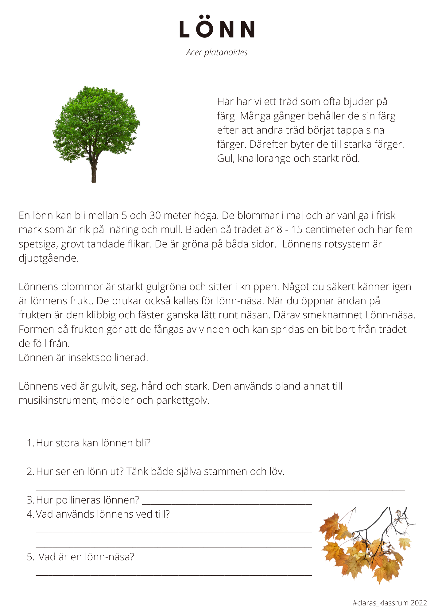 Fotosyntes och träd - ett arbetshäfte