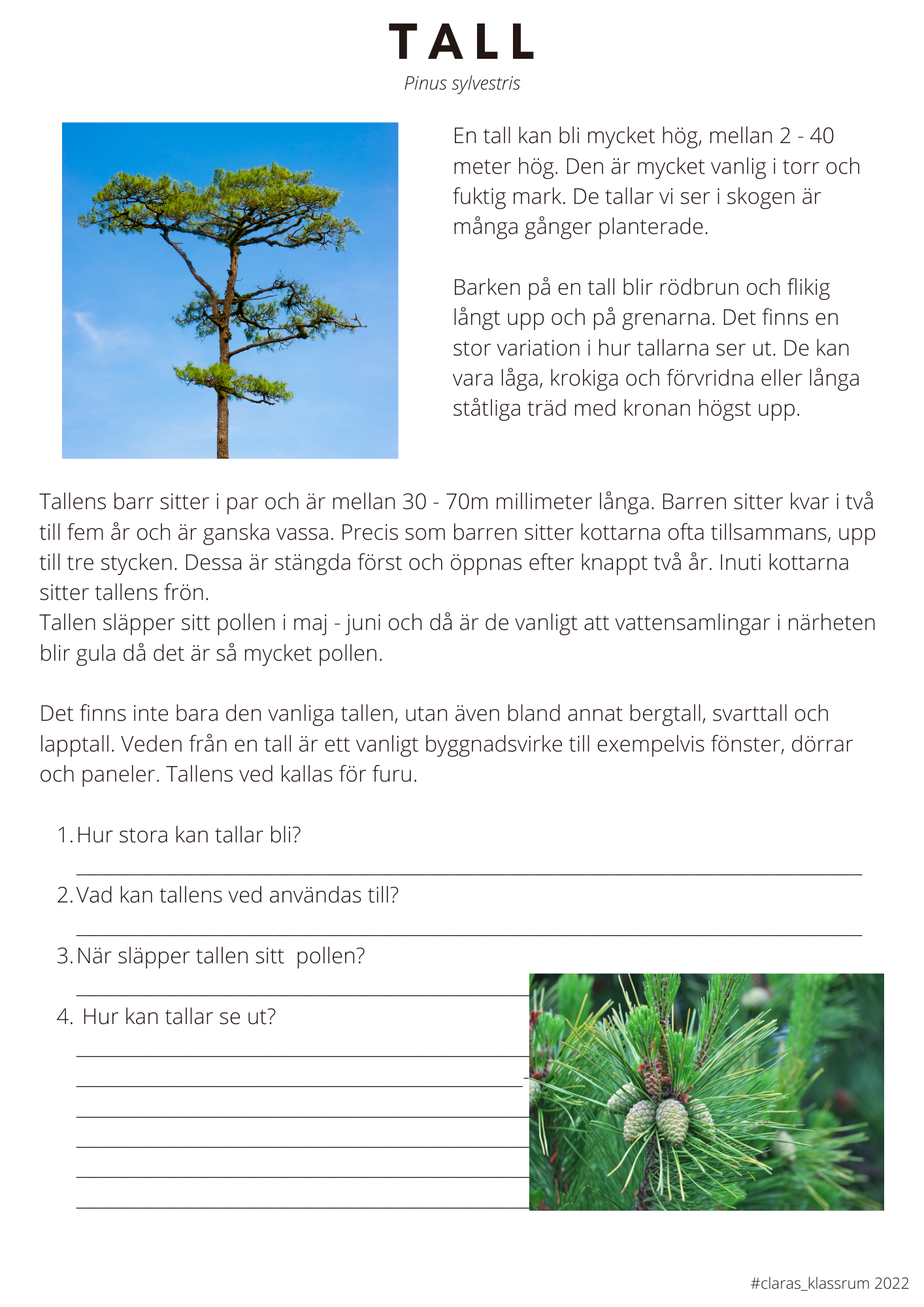 Fotosyntes och träd - ett arbetshäfte