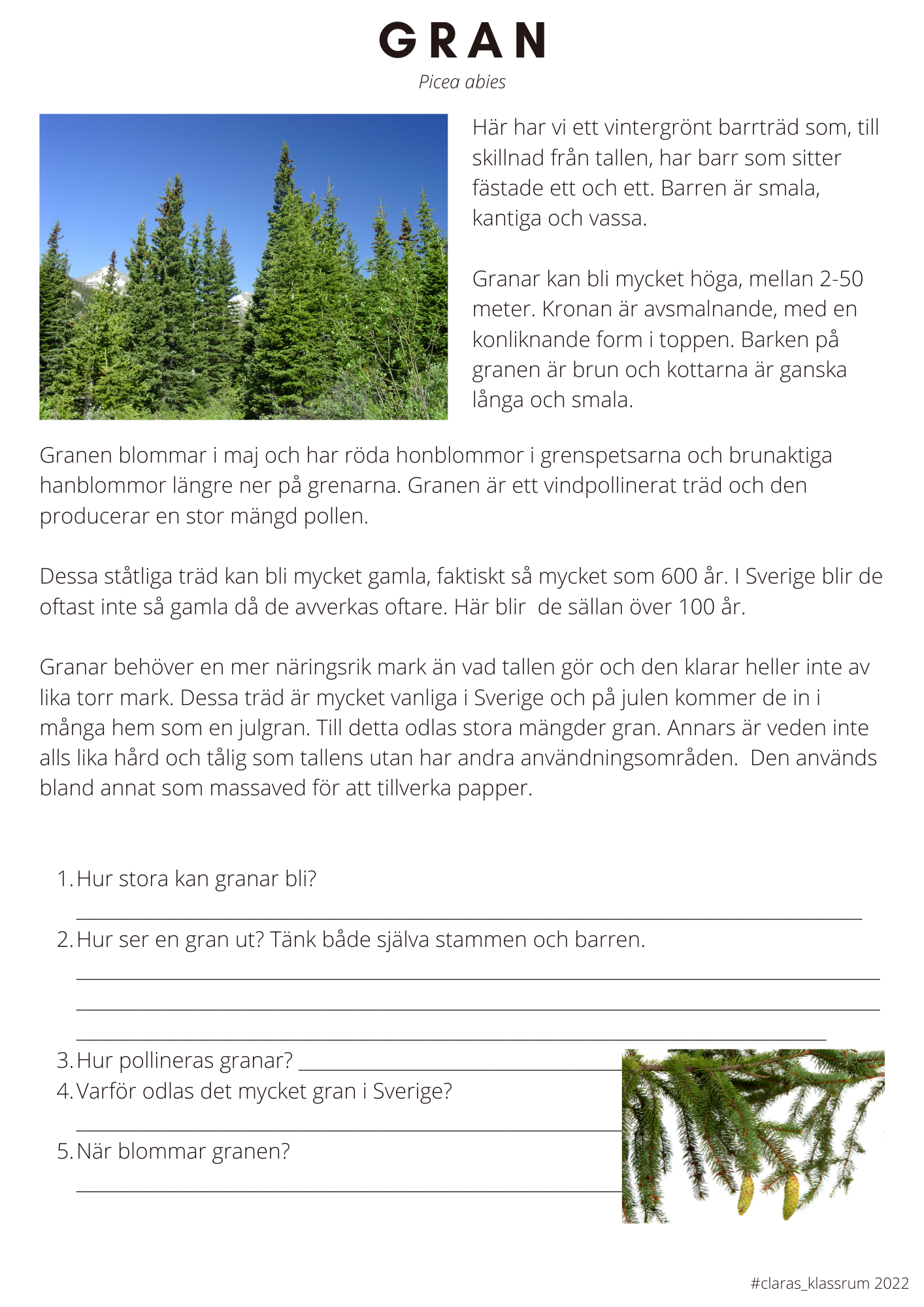 Fotosyntes och träd - ett arbetshäfte