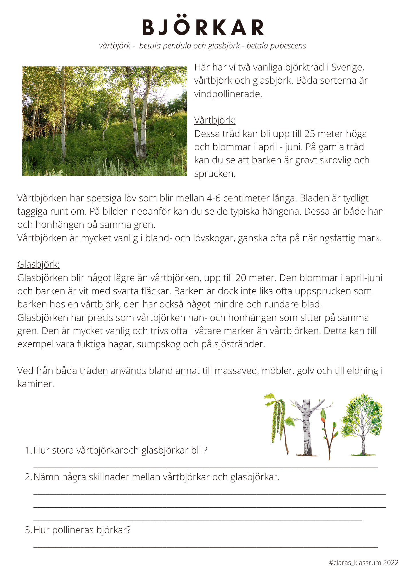 Fotosyntes och träd - ett arbetshäfte