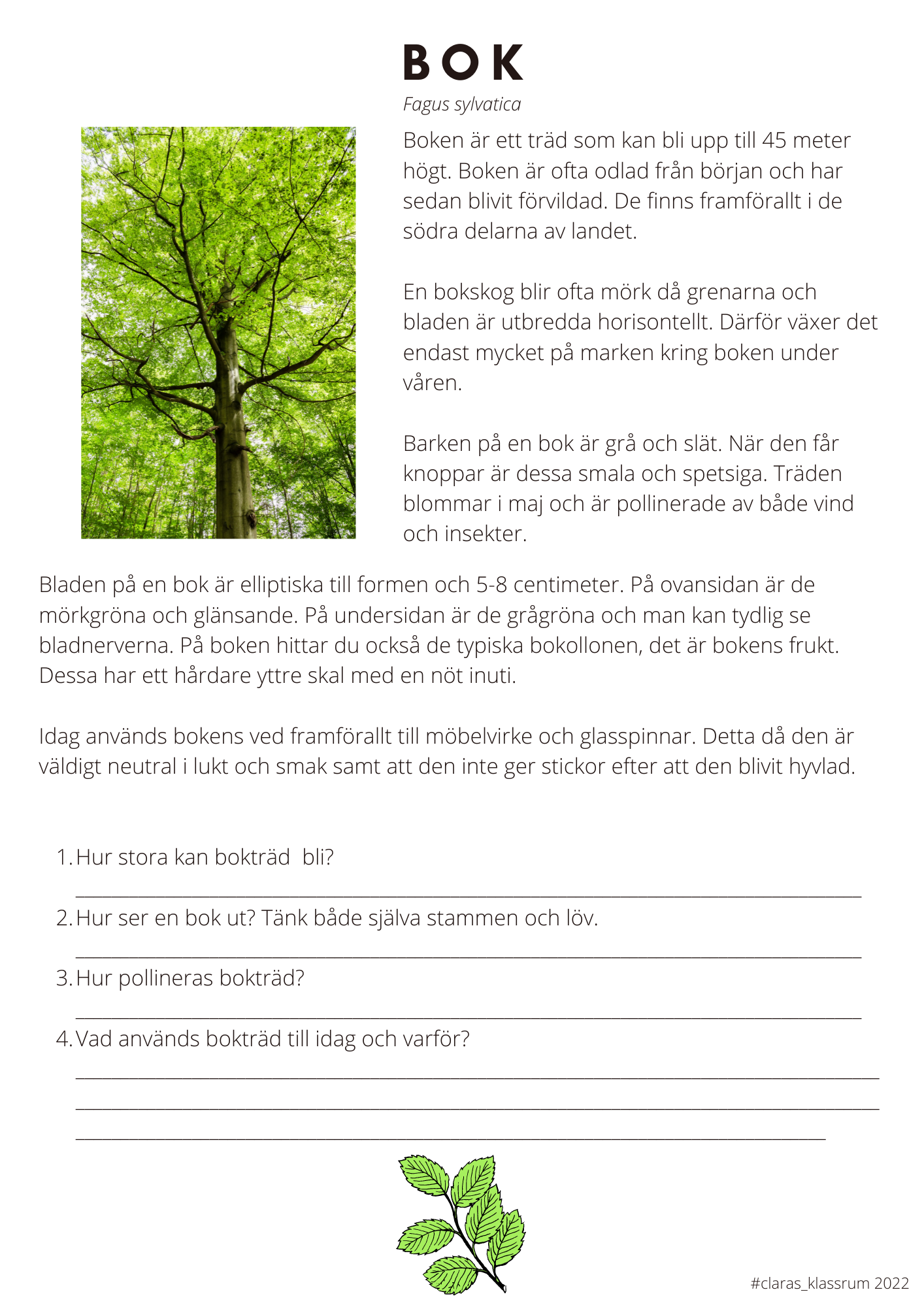 Fotosyntes och träd - ett arbetshäfte