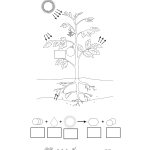 Fotosyntes och träd – ett arbetshäfte - bild 2