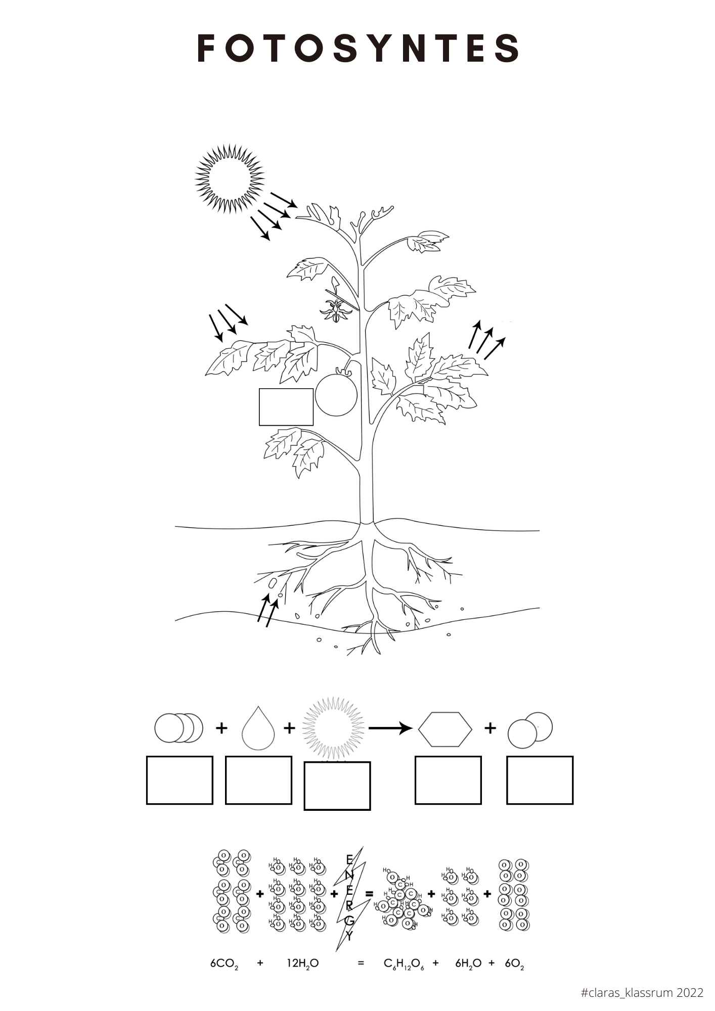 Fotosyntes och träd - ett arbetshäfte