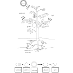 Fotosyntes och träd – ett arbetshäfte - bild 3