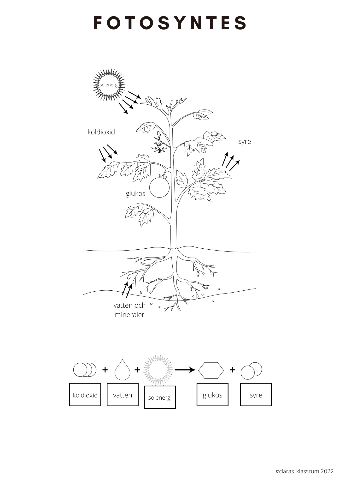 Fotosyntes och träd - ett arbetshäfte