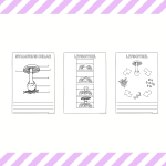 Svampar – ett arbetshäfte - bild 3