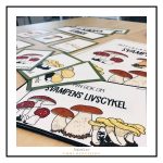 Svamp – begreppskort - bild 2