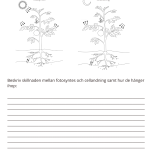 Fotosyntes och träd – ett arbetshäfte - bild 5