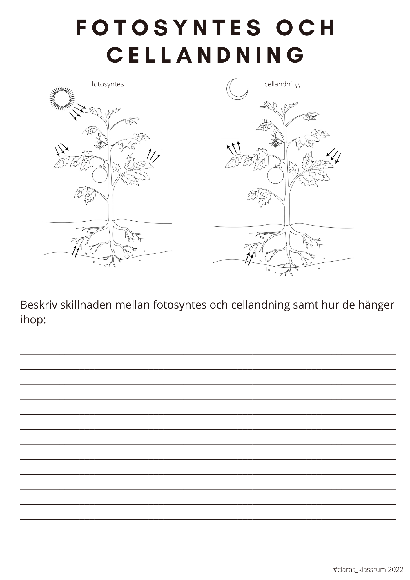 Fotosyntes och träd - ett arbetshäfte