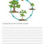 Fotosyntes och träd – ett arbetshäfte - bild 6