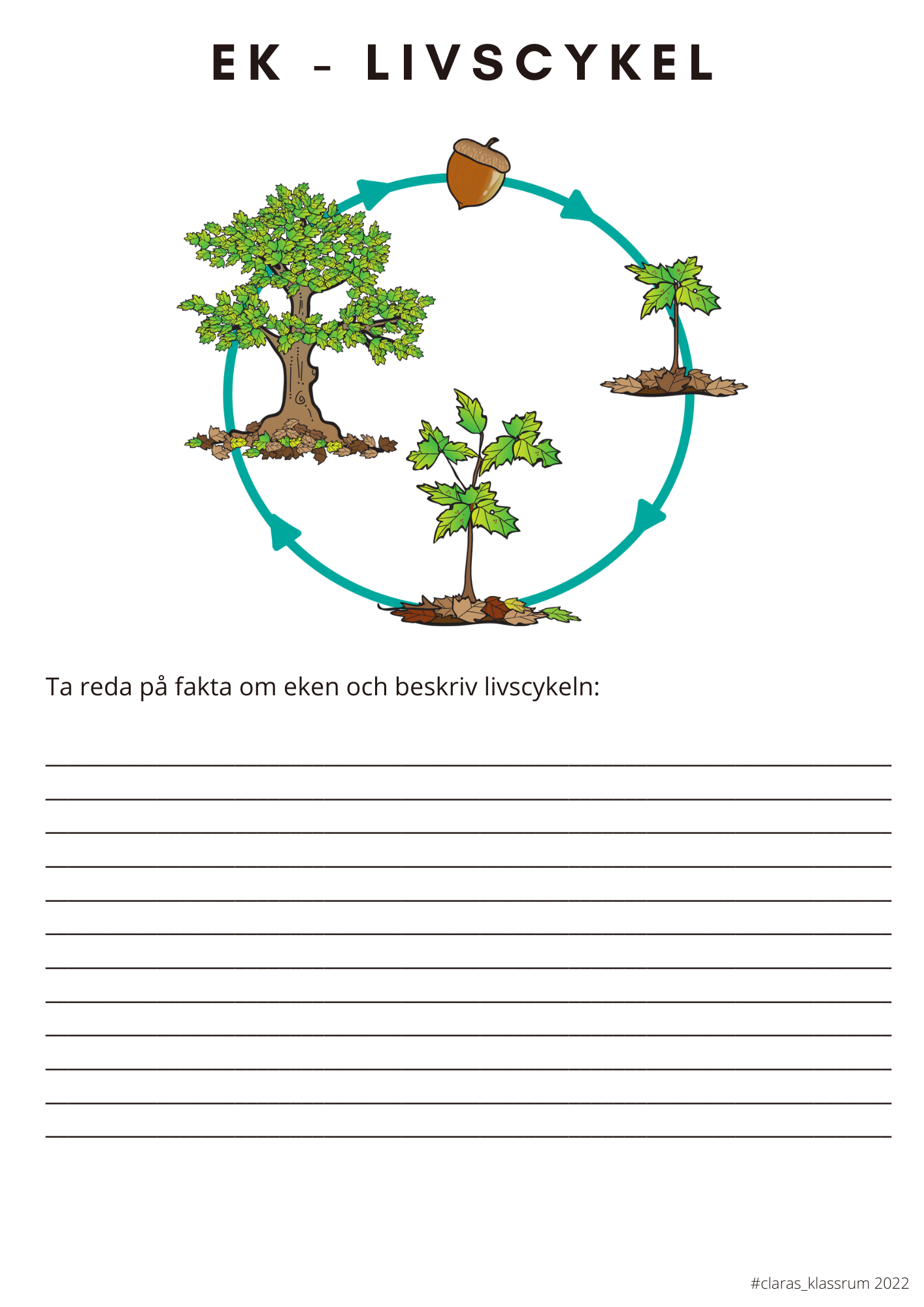 Fotosyntes och träd - ett arbetshäfte