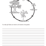 Fotosyntes och träd – ett arbetshäfte - bild 7