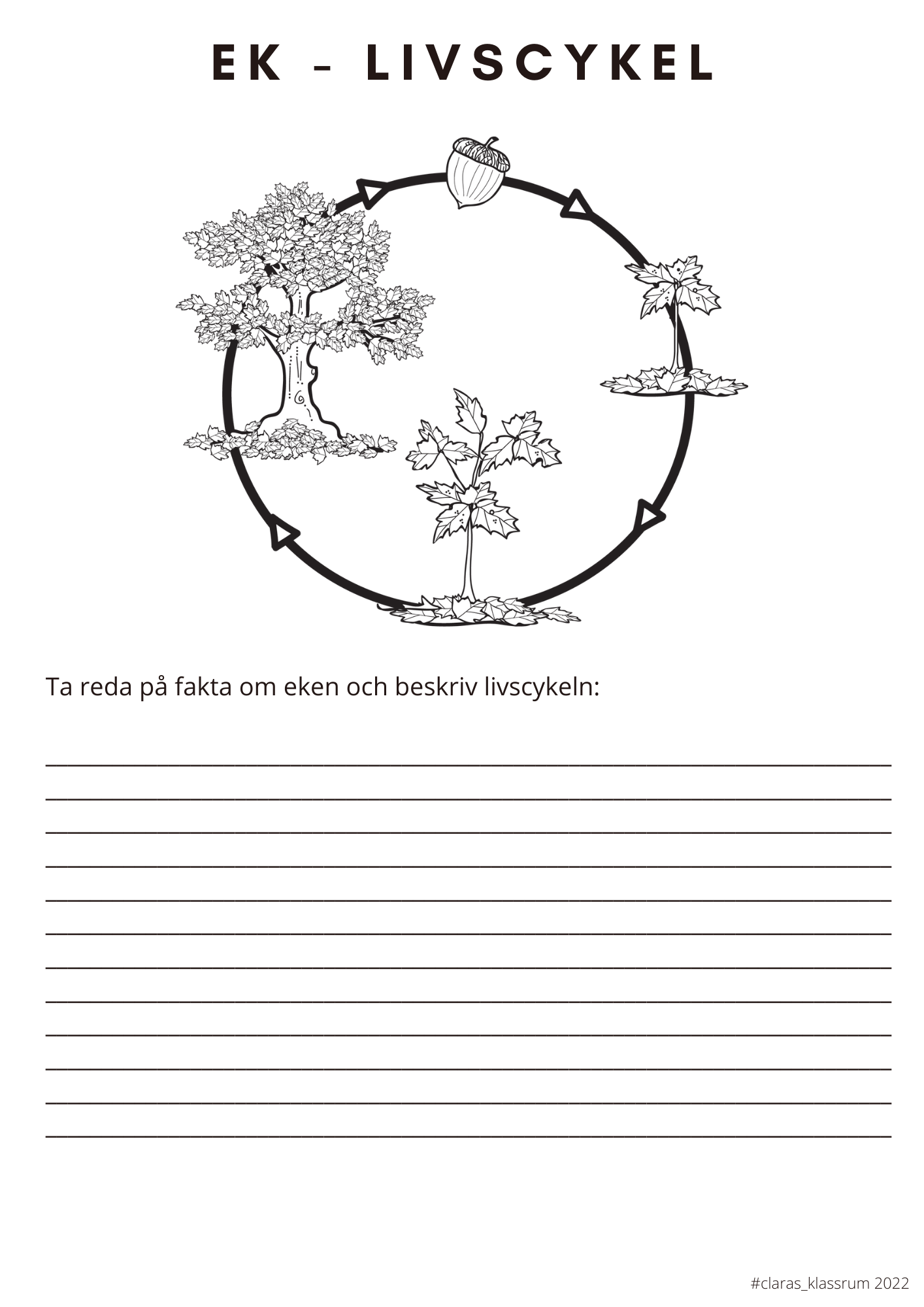Fotosyntes och träd - ett arbetshäfte