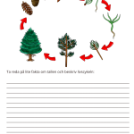 Fotosyntes och träd – ett arbetshäfte - bild 8