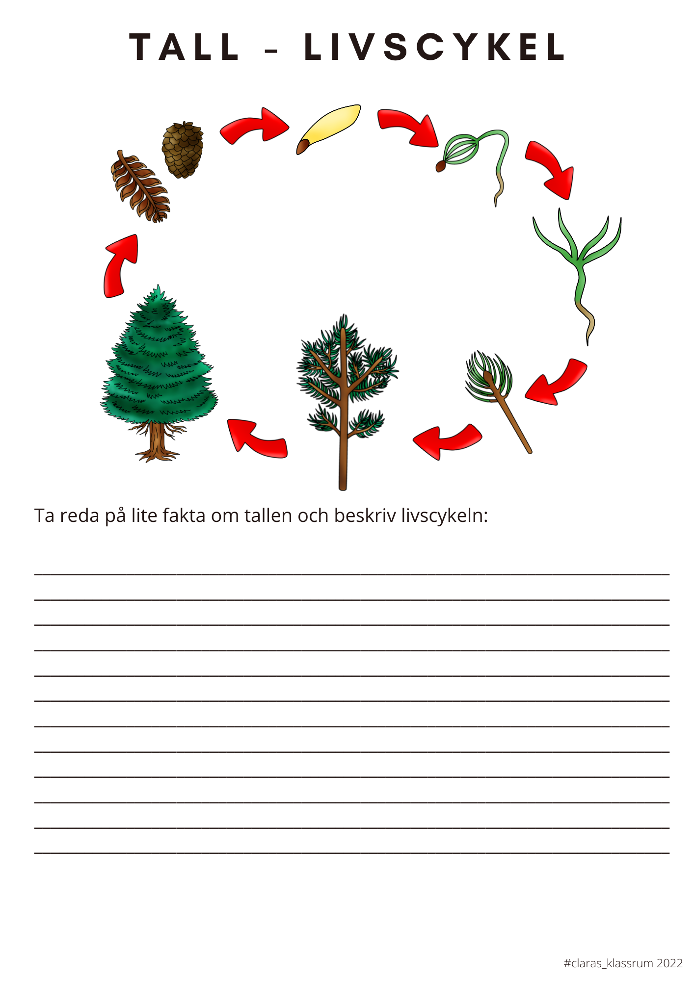 Fotosyntes och träd - ett arbetshäfte