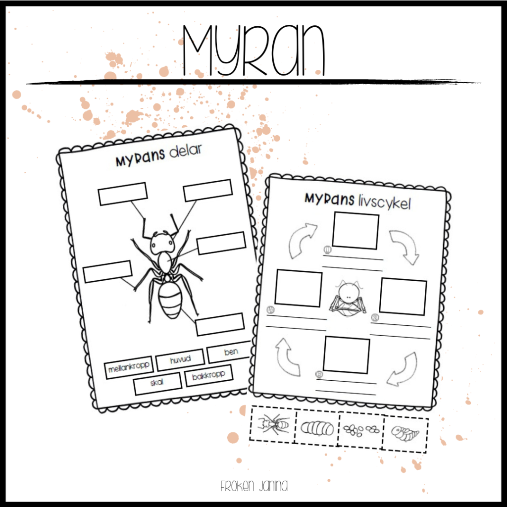 Myrans livcykel och delar