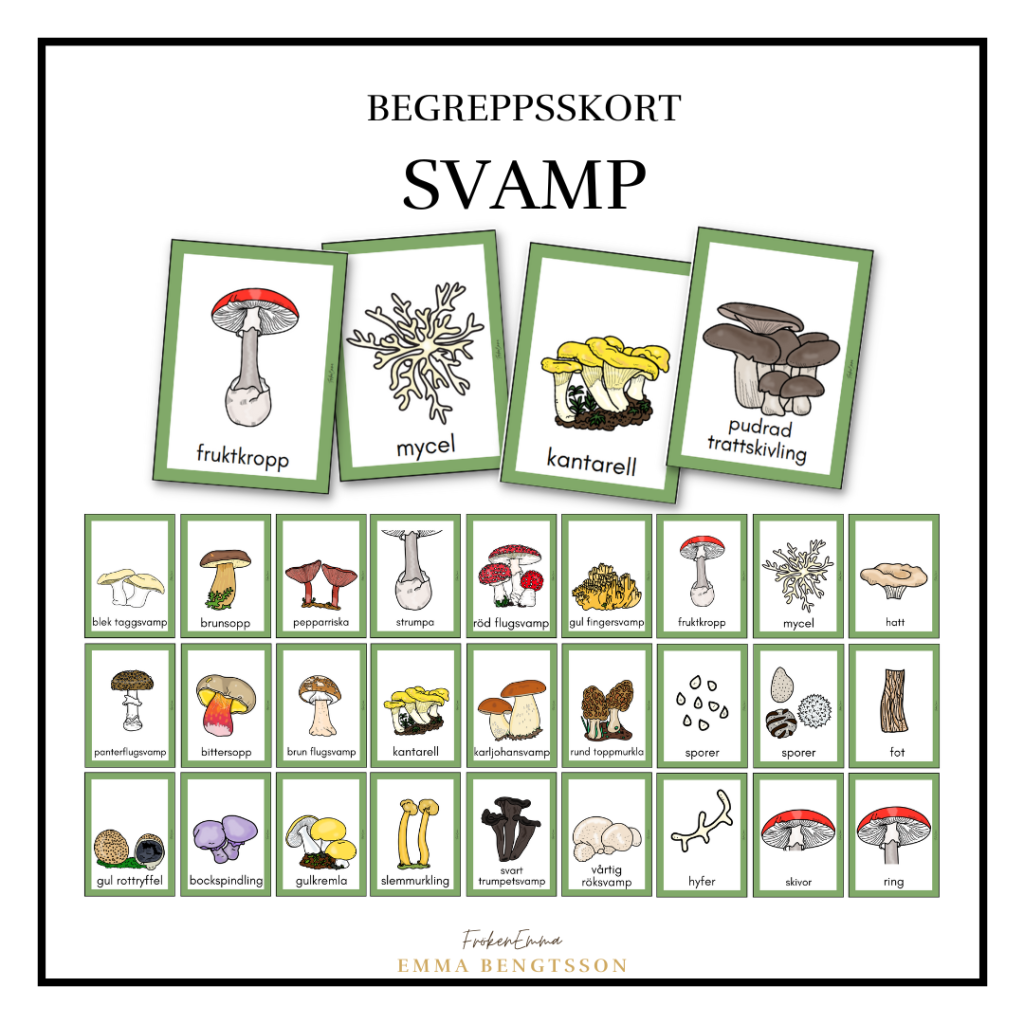 Svamp – begreppskort
