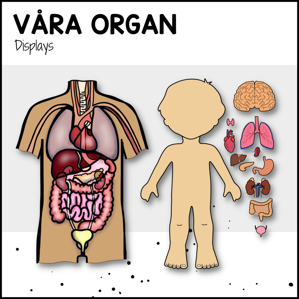 VÅRA ORGAN: displays