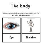 The body – ett stort engelska paket om kroppen - bild 5