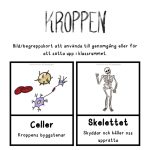 Kroppen – korsord, ordgömma, memory & begreppskort - bild 3