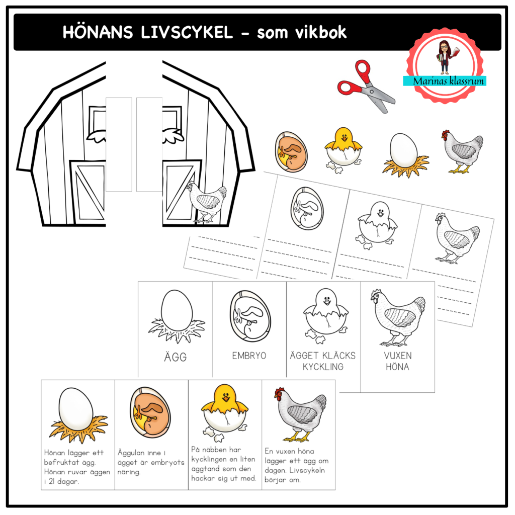 Hönans livscykel – som vikbok